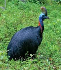 Birds That Cant Fly 8 Birds That Can T Fly Cassowary Australia Animals Deadly Animals