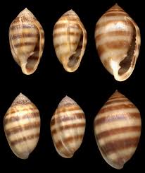 Image result for Pycreus melas