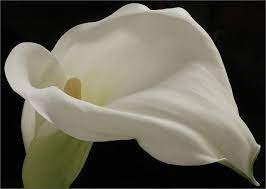 Close Up Pink Calla Lilies Purple Calla Lilies Calla Lily
