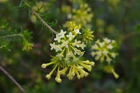 Image result for Gnidia