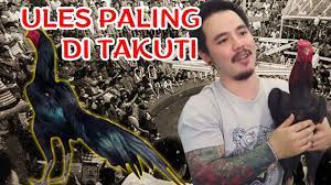 Mitos perkutut buntel mayit pembawa sial. Awas Hati Hati Jika Bertemu Ayam Seperti Ini Youtube