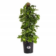 This species is found in extreme environments ranging from arid desert to seasonal veiled chameleon (chamaeleo calyptratus). Best Plants For A Chameleon Cage Chameleon Safe Plants