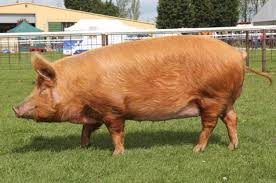It is one of the most popular and most numerous of all pig breeds, and widely used in crossbreeding for intensive pig farming system around the world. Tamworth Pig A Z Animals