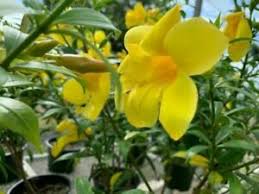 Yellow Flower Plant Allamanda Cathartica Ebay