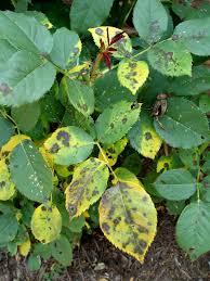 Maybe you would like to learn more about one of these? Black Spot Rose Control Not Working Pennlive Com