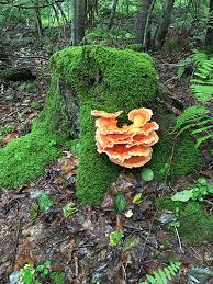 Image result for Cincinnobotrys