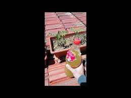Guvercin Gubresi Serbeti Hazirlama Ve Uygulama Bitkileriniz Cosacak Youtube