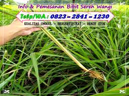 Daun serai wangi 1 kg. Peluang Agen Tunggal Wa 0823 2841 1230 Cari Harga Daun Serai Wangi Per Kg Bandar Lampung Wa 0823 2841 1230 Bibit Sereh Wangi Bersertifikat Bibit Sereh Wangi Unggul Harga Bibit Sereh Wangi Harga Bibit Sereh Wangi Per Batang Bibit Sereh