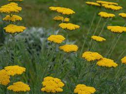 Achillea Filipendulina Fern Leaf Yarrow World Of Flowering Plants