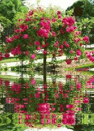 C29538072d62dec74737aa67fa3f7a28 Gif 372 518 Rose Trees Water Reflections Flowers