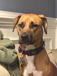 Looking for a Black Mouth Cur : rBlackmouthcur