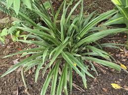 Image result for Aristida stenostachya