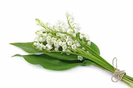 Gros plan avec une faible profondeur de champ. Bouquet De Muguet Stock Photo Adobe Stock