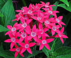Image result for Pentas micrantha