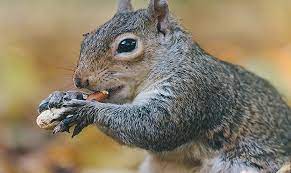 Read national geographic's latest stories about animals. What Do Squirrels Eat In Jungle On The Trees And On The Grass
