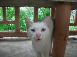 ViewFort Terrace Hill 206