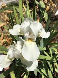 Their feeding causes iris foliage to turn slimy and yellow. 20 Reblooming Bearded Irises For Zone 10 Hanbury House