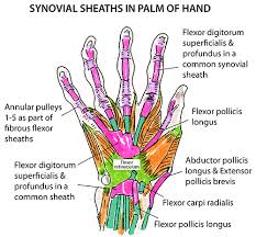 Instant Anatomy Arm Areas Organs Hand Palm And Synovial Sheaths Hand Therapy Hands Hand Anatomy