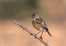 We did not find results for: Tarabilla Europea Seo Birdlife