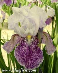 Pin On Irises I Have