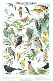 North America Bird Identifier By Picture Common North American Birds Identification Twenty Four Species Of Birds Of The Garden Swallows Warblers Ced Beautiful Birds Wild Birds Bird Identification