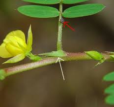 Image result for Chamaecrista biensis