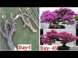 Boungainvillea Bonsai Part 1 Youtube Bonsai Tree Care Bonsai Bonsai Garden