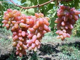 Pokok anggur dalam perjanjian lama. Grapes Dubovsky Pink Pelbagai Penerangan Foto Ulasan