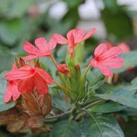 Image result for Crossandra nilotica