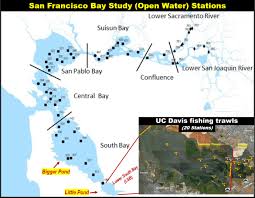 Fish In The Bay October 2019 Uc Davis Trawls Part2