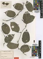 Image result for Aristolochia zenkeri