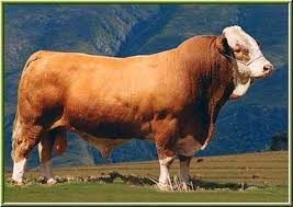 Google Profiles Beef Cattle Bull Cow Cattle