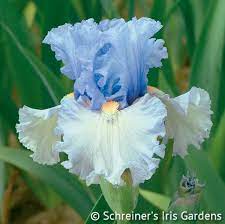 Adoregon Award Winning Iris Iris Flowers Iris Garden Bearded Iris