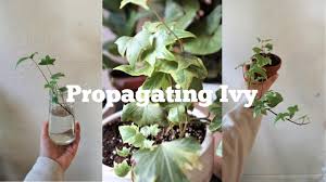 Anyone knows how long should i wait? How To Propagate Ivy Tips For Success Youtube