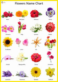 The hindi names have been provided using the english (latin) alphabet for the ease of understanding of english readers. Flowers Name In English Pictures Videos Charts Ira Parenting Flowers Name In English All Flowers Name Flower Names