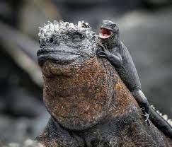 Pin By Kallian Reonhaidh On Animaux Vache Humour Baby Iguana Animals Lizard