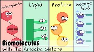Biochemistry Tests For Food Macromolecules Lipid Answers Updated Video On Biomolecules Macromolecules Carbohydrates Lipids Proteins And Nucleic Acids By Macromolecules Biology Biology Classroom Teaching Biology