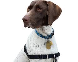 We are dedicated in helping those german shorthaired pointers in need of a second chance, in michigan and other surrounding states. Home Norcal Gsp Rescue