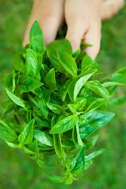 Basil is an easy herb to freeze. Will Basil Die Over Winter What To Do With Basil At End Of Season