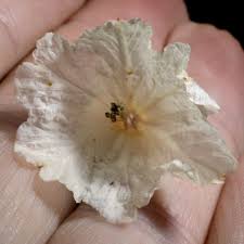 Image result for Cordia grandicalyx