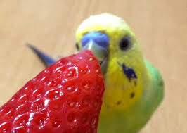 Bird Doesn T Care About Being Eaten Pin By Farah Tb On Bird Love Pet Birds Bird Supplies Parakeet