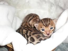 Savannah cats are still relatively rare. Bengal Babies Photograph By Wendy W Sierra