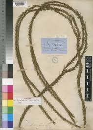 Image result for Huperzia dacrydioides