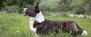 A complete list of all corgi rescue groups located in california and across the usa! Cardigan Welsh Corgi Dog Breed Profile Petfinder