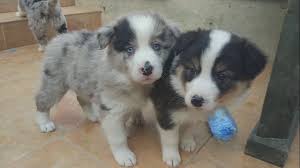 Some people believe that the blue eyes in a border collie come from a husky ancester, but this is patently untrue. Border Collie Sable Tri Color And Blue Merle Youtube