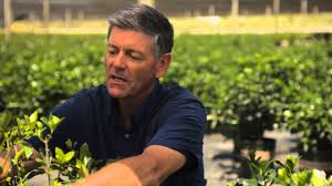 Maybe you would like to learn more about one of these? How To Cut Yellowing Leaves From A Gardenia Garden Savvy Youtube