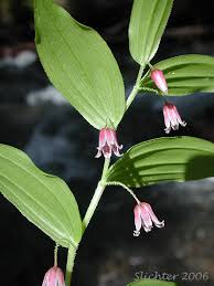 Image result for Streptopetalum