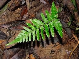 Image result for Triplophyllum