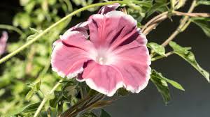 Image result for Ipomoea trinervia