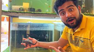 Flower Horn Tank Me Pleco Fish Add Karna Pada